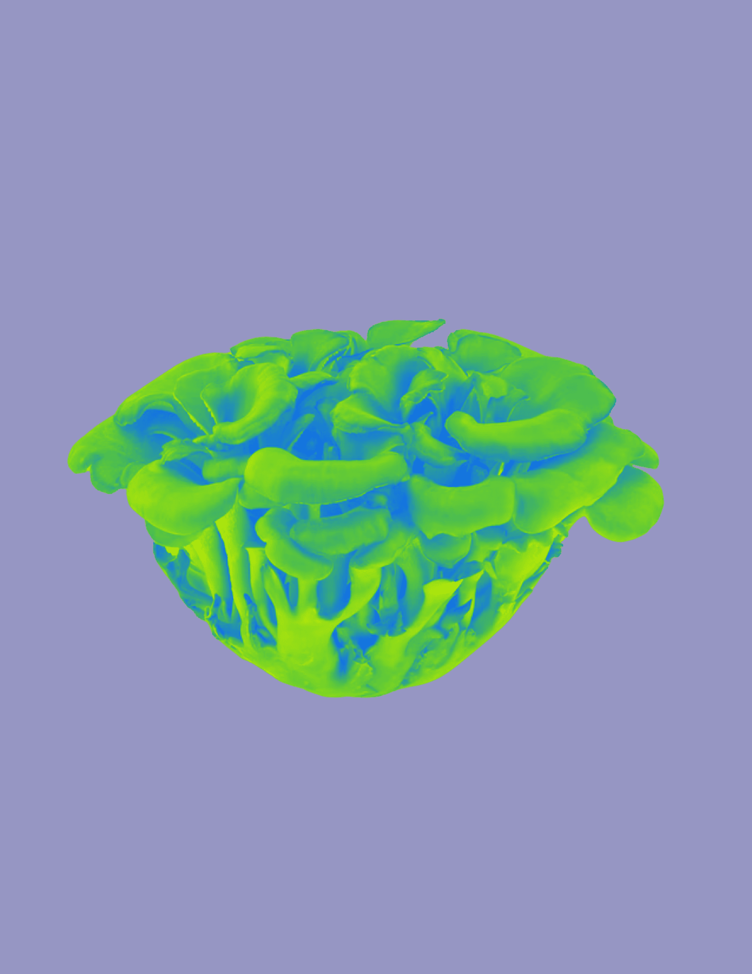 Maitake for Wellness